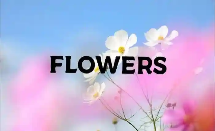 Flowers chords